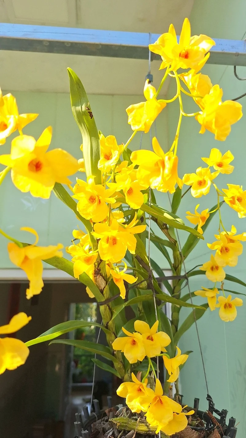 Tải Hình nền cây cảnh tết đón xuân may mắn