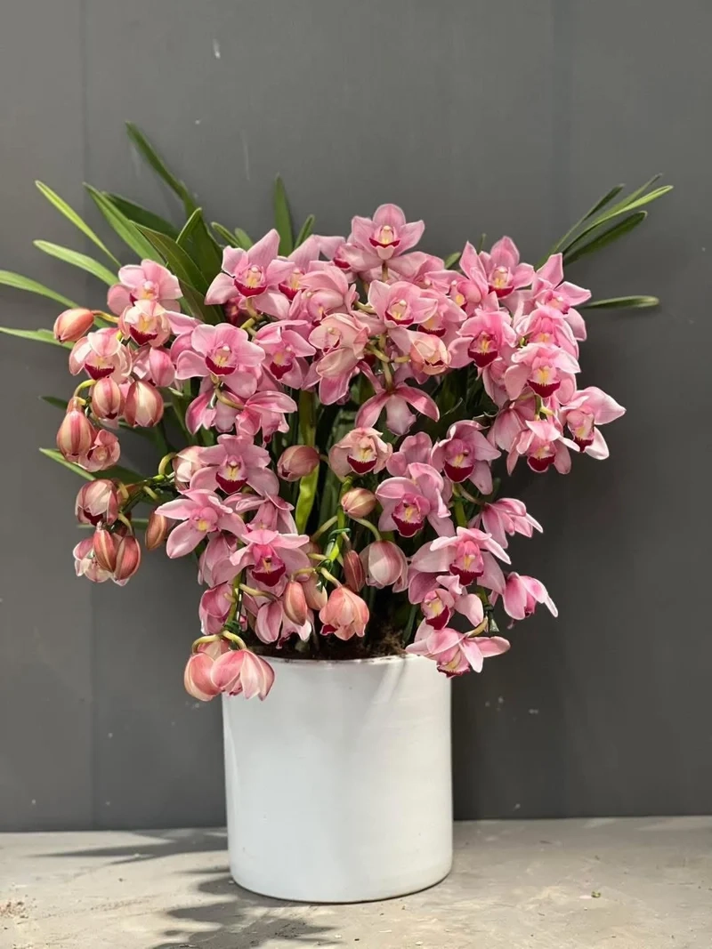 Hình nền hoa tết chuẩn xu hướng năm nay