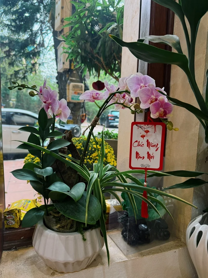 Hình nền hoa tết cho cảm hứng khởi đầu mới