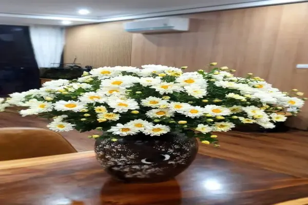 80+ Ảnh bình hoa tết sang trọng cho năm mới an khang