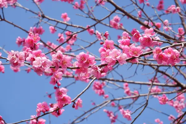 120+ Ảnh hoa đào Full HD sắc hồng cuốn hút mọi ánh nhìn