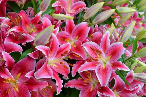 96+ ảnh hoa ly tết rạng rỡ mở đầu năm mới an khang