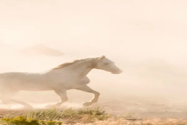 100+ Hình nền ngựa Bính Ngọ may mắn nhất năm 2026