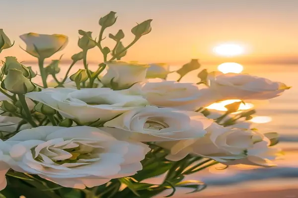 99+ Hình nền hoa cát tường đẹp mang may mắn và bình an