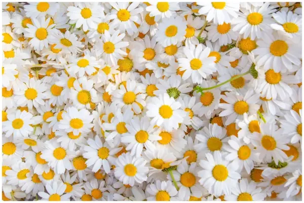 64+ hình nền hoa cúc tinh tế cho màn hình thanh thoát