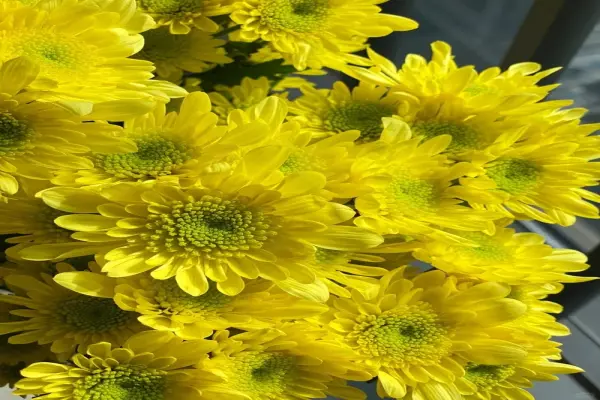 56+ hình nền hoa cúc vàng tươi sáng lan tỏa may mắn