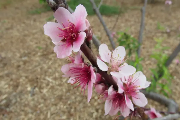 Cập nhật 81+ hình nền hoa đào đậm chất Tết truyền thống