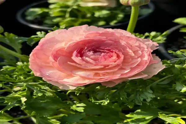 85+ Hình nền hoa mao lương đẹp tinh tế đầy cuốn hút