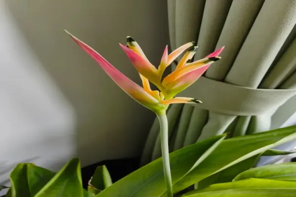 Tuyển chọn 55+ hình nền hoa thiên điểu đẹp mạnh mẽ ấn tượng