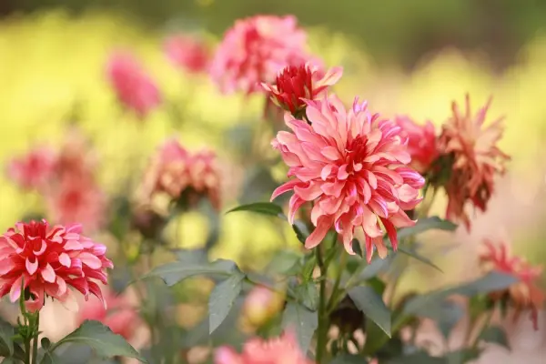 55+ hình nền hoa thược dược phong cách nghệ thuật cuốn hút