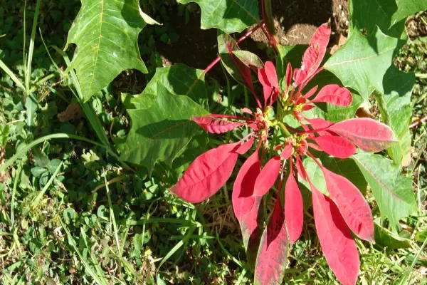 59+ hình nền hoa trạng nguyên đẹp tinh tế khó rời mắt