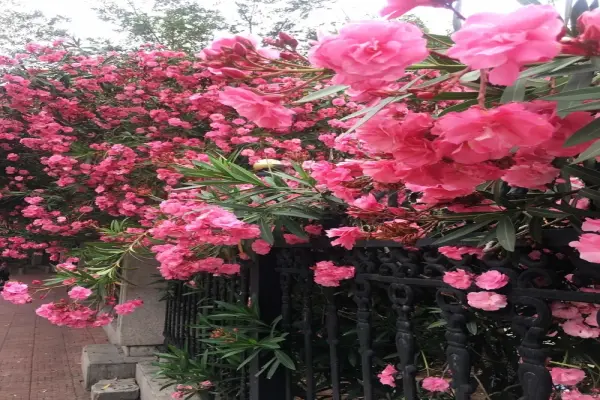 Cập nhật 56+ hình nền hoa trúc đào đẹp rực rỡ đầy cuốn hút