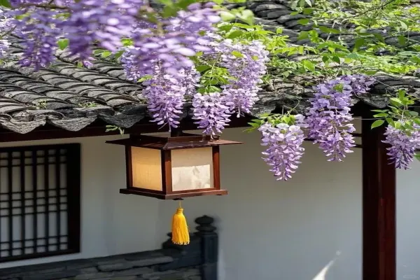 88+ Hình nền hoa tử đằng mộng mơ cuốn hút ánh nhìn