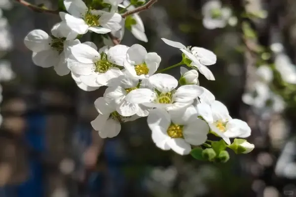 Tuyển chọn 60+ hình nền hoa tuyết mai đẹp thanh tao ấn tượng