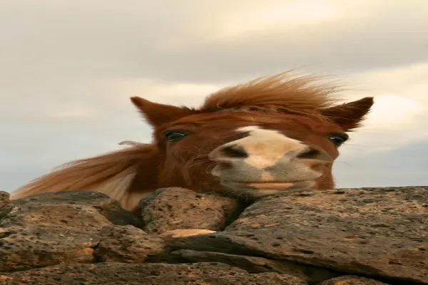 Hình nền ngựa cute Bính Ngọ cho iphone đẹp nhất hiện nay