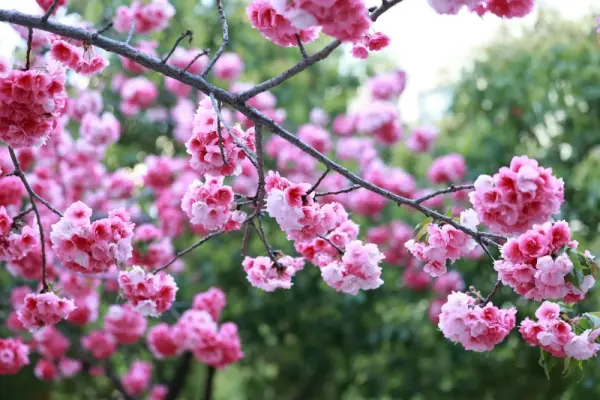 66+ hình nền nhành đào tinh tế đầy chất nghệ thuật