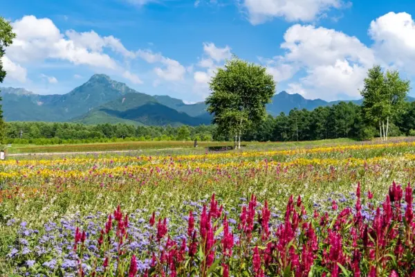 82+ hình nền vườn hoa thiên nhiên đẹp đến ngỡ ngàng