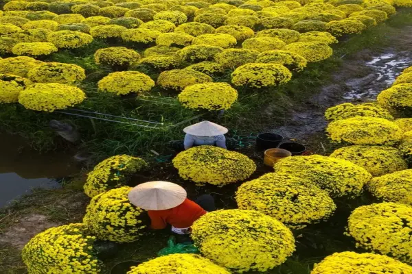 68+ ảnh làng hoa tết rực rỡ sắc xuân trên khắp Việt Nam