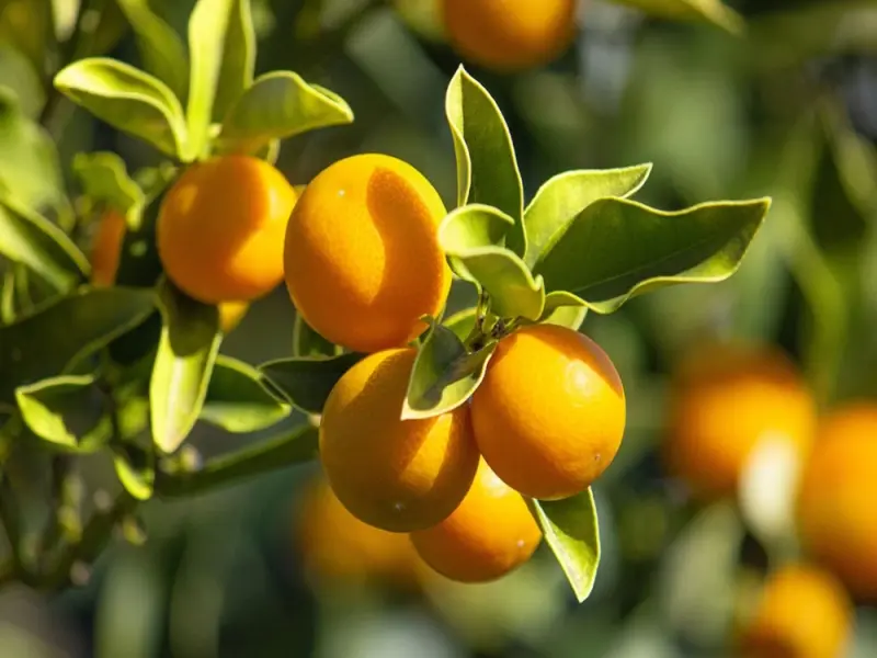 52+ hình nền cây quất mang không khí Tết tràn ngập