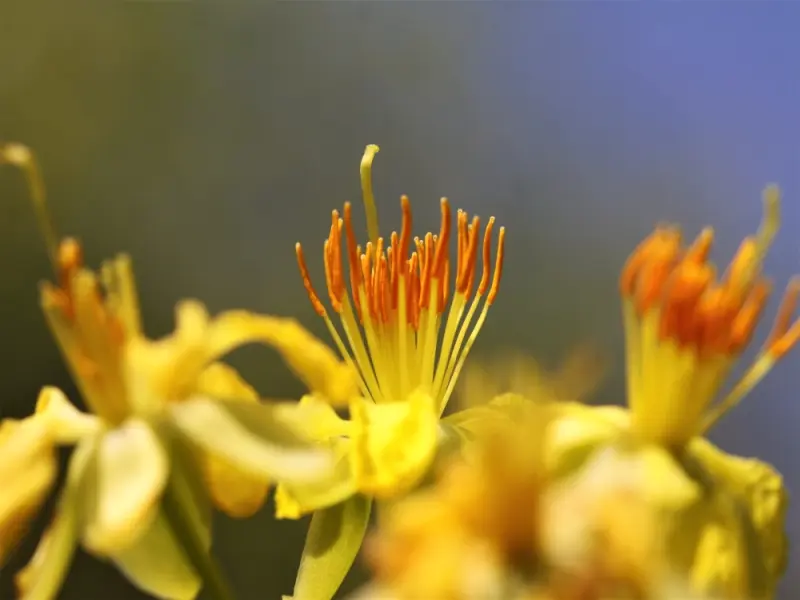 50+ hình nền hoa mai rực rỡ mang trọn sắc xuân Việt