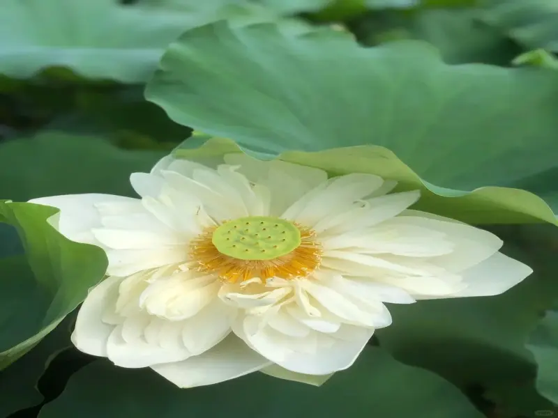 80+ Hình nền hoa sen trắng mang vẻ đẹp thuần khiết