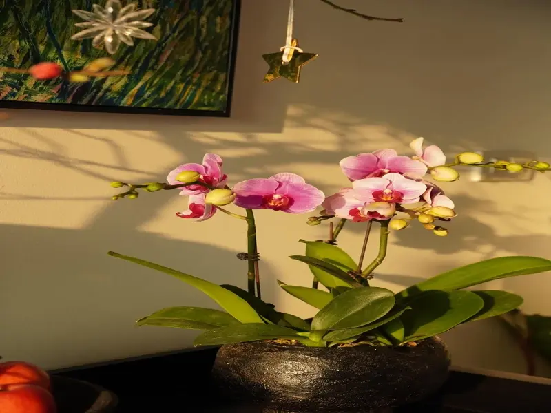 72+ ảnh nắng xuân rực rỡ mang sắc ấm đầu năm 2026