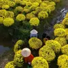 68+ ảnh làng hoa tết rực rỡ sắc xuân trên khắp Việt Nam
