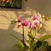 72+ ảnh nắng xuân rực rỡ mang sắc ấm đầu năm 2026
