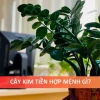 Cây kim tiền ra hoa: Điềm lành hay dấu hiệu cần lưu tâm về phong thủy?