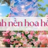Hình nền hoa đồng tiền rực rỡ cho điện thoại và máy tính