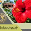 Hoa Râm Bụt Trước Nhà: Hướng Dẫn Chi Tiết Về Phong Thủy Và Ý Nghĩa