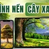 Khám phá thế giới hình nền cây xanh 4K cho mọi thiết bị