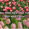 Khám phá vẻ đẹp "chill" với hình nền hoa tulip cho không gian số