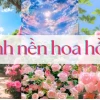 Khám phá vẻ đẹp huyền bí với hình nền hoa hồng đen 2026