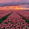 Khám phá Vẻ đẹp Tinh khôi: Hình nền Hoa Tulip Trắng cho Không gian Sống Động
