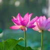 Tải Hình Nền Hoa Sen Đẹp Miễn Phí Cho Máy Tính Và Điện Thoại