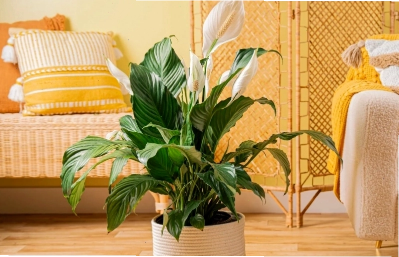4 loại cây cảnh không nên đặt ở phòng khách