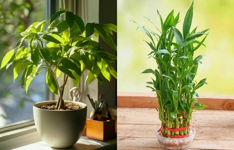 6 loại cây cảnh 