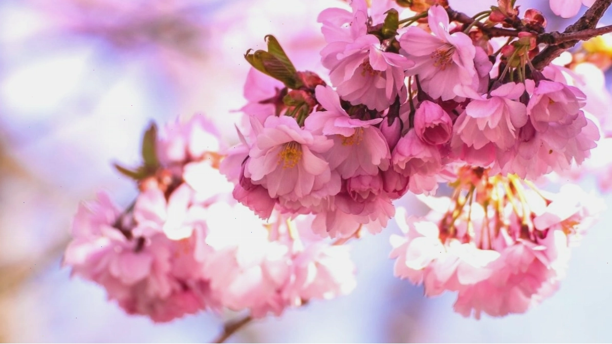 Ảnh hoa anh đào với hiệu ứng bokeh đẹp mắt