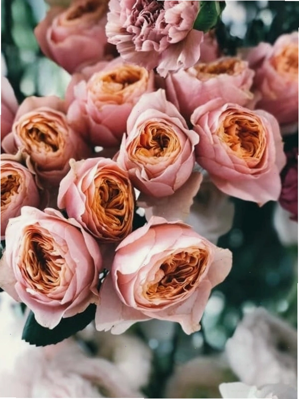 Ảnh hoa hồng dành riêng cho màn hình điện thoại
