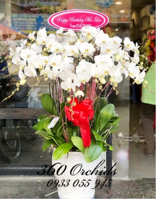 Ảnh hoa lan hồ điệp trắng Phú Quý được ưa chuộng dịp Tết