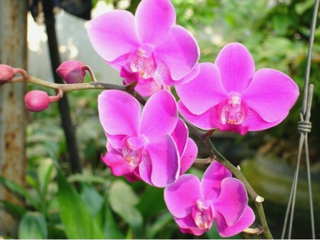 Ảnh lan hồ điệp tím tuyệt đẹp với cánh hoa dày và màu sắc quyến rũ