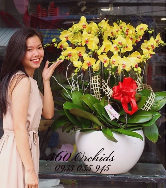 Ảnh lan hồ điệp vàng - Chậu lan vui xuân sum vầy