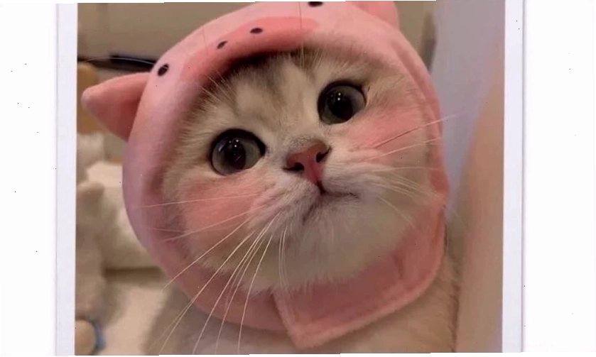 Ảnh meme cute, dễ thương dành cho điện thoại