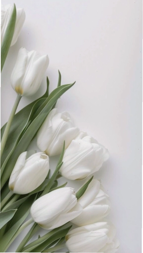 Bình hoa tulip trắng đặt trên bàn, mang đến vẻ đẹp thanh lịch cho không gian