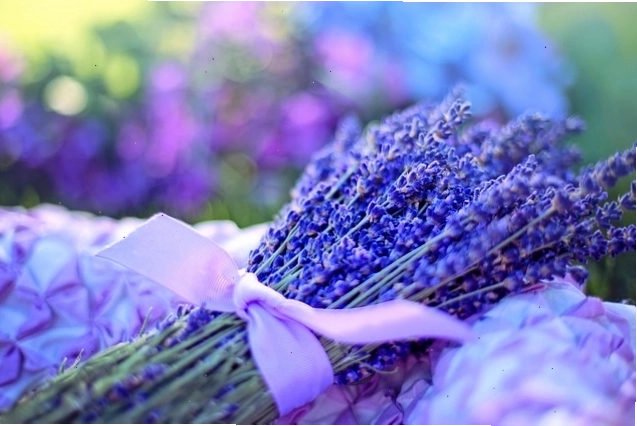 Bó hoa oải hương tím rực rỡ trong ánh nắng