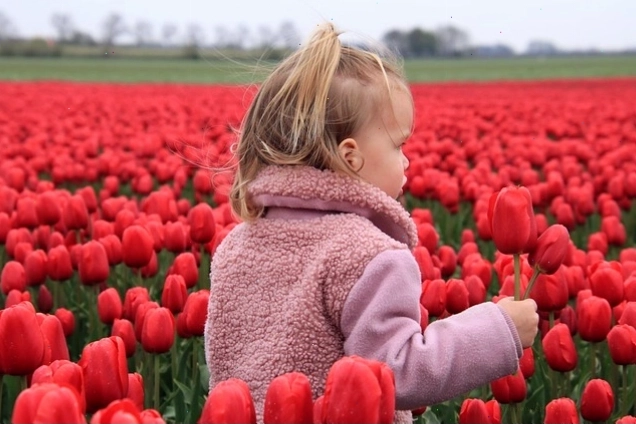 Bó hoa tulip hồng rực rỡ dưới ánh nắng ban mai
