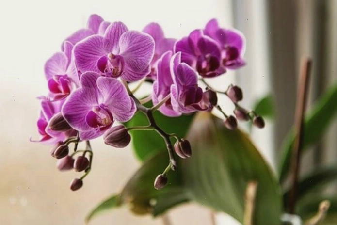 Bông hoa lan màu hồng cánh sen đang hé nở với nhụy hoa màu đỏ thẫm
