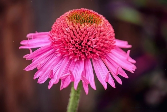 Bông hoa tím Coneflower nở rộ trong ánh nắng