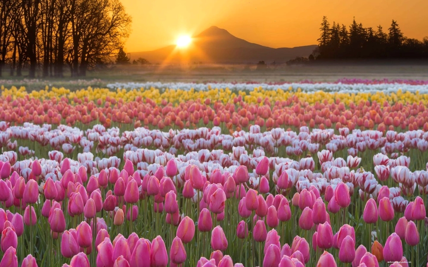 Bông hoa tulip tím đơn lẻ trên nền tối, nổi bật vẻ đẹp kiêu sa
